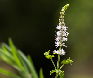 Black Cohosh + Dong Quai