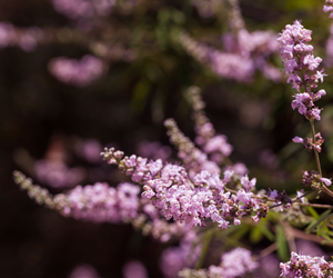 Black Cohosh & Chaste Tree