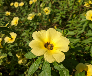 Damiana