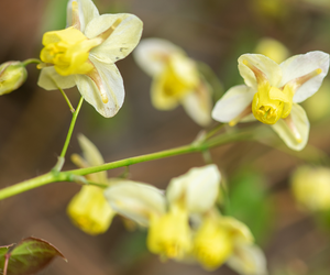 Epimedium (Horny Goat Weed)