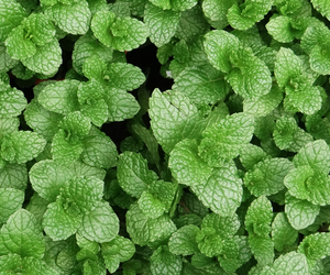 Lemon Balm