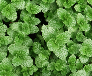 Lemon Balm 