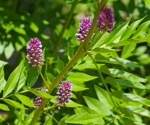 Licorice Root