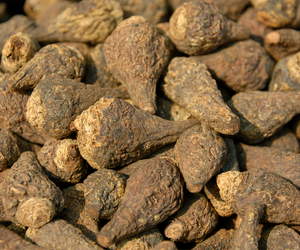 Maca