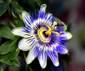 Passionflower
