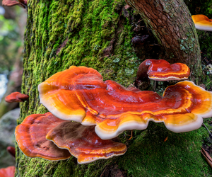 Reishi