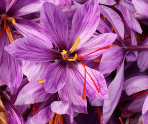 Saffr'Activ® Saffron Extract