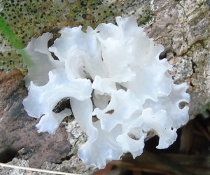 Tremella