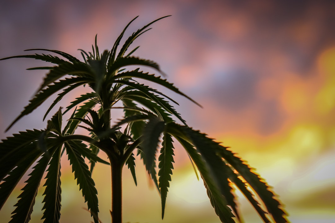 Why Hemp Is The Plant of The Future