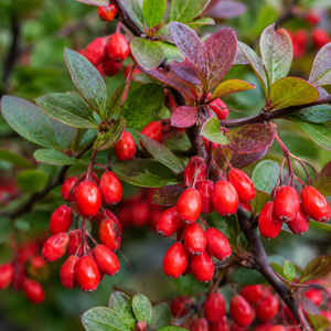Berberine HCl