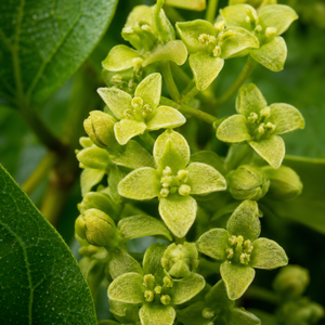 Gymnema Sylvestre