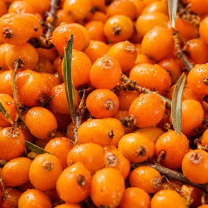 Sea Buckthorn